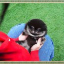 대구강아지분양 테디럽 | 대구강아지분양 테디럽과 함께