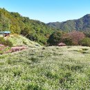 메밀꽃회관 이미지