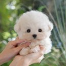 옥천동물병원 | 옥천애견샵 미유펫 좋았어요!