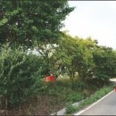 대산읍 충의로 이미지