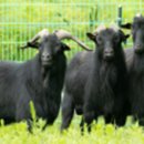 주도흑염소 이미지