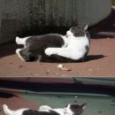 뚱냥이네 이미지