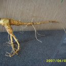 산삼수산 이미지