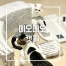 메오메오 | 메오메오 캣휠 고민하다 선택했어요 조립 후기