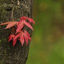 송도 해돋이공원 이미지