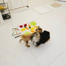 코코 반려견샵 이미지