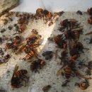 양호농장 이미지