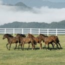 장수목장 이미지