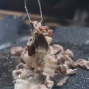 6870대패부대 이미지