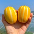 성주참외원예농협 이미지