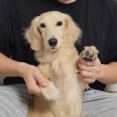 흑석24시동물병원 | 강아지 눈 부음·한쪽 눈 작아짐｜각막 손상으로 24시 동물병원 다녀온 후기