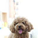 머피애견 이미지