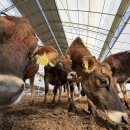 송영신목장 이미지