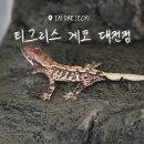 제주브리더서비스 | 대전 크레스티드 게코 입양, 트익할 전문 티그리스 대전점!