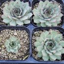 G0147 네이버블로그