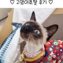 고양이무마취미용 무냥무냥 대구점 네이버블로그