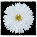 일장성 | 2026. 1월 거베라 재배 기술정보