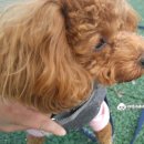 민주댕이 이미지