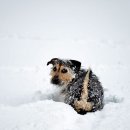 공감＋동물의료센터 이미지