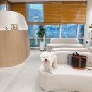 튼튼동물병원 | 강아지 ple, 청담 장튼튼 동물병원으로 전원