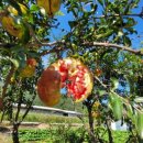 기계한우농장 이미지