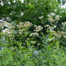등골나물Eupatorium makinoi var. oppositifolium (Koidz.) Kawah. &amp; Yahara 이미지