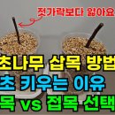 산초나무 삽목 이미지