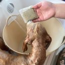 스파펫살롱 이미지