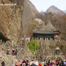 국내여행지 - 마이산탑사와 벚꽃터널 이미지