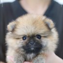 대구강아지분양 도로시펫 | 대구강아지분양) 대구강아지분양 도로시펫에서 사랑스러운 강아지 분양받았어요