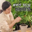 부산 가드닝클래스 식물 키우기 원데이클래스 추천 비비아르플랜트플라워