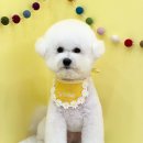 숑숑펫살롱 이미지