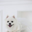 동물병원 비헤이브 이미지