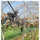 부래미 마을 이미지