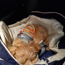 견상낙원 이미지