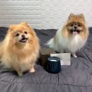 강아지캔들 안정에 도움되는 펫 프렌들리 FLUFF