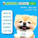 개네집 고양이 | 개네집/화곡동애견미용샵