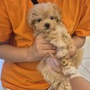 아이러브 독 이미지