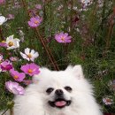 체리의향기 이미지