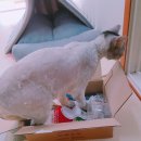 대포오천냥 | [체험후기] 카디날 사료 살몬 후기입니다.