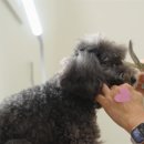 왈왈 살롱 이미지