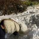 항상,예쁘개 이미지