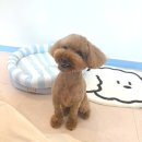 블루시엘 | 잠실 송파 / 문정 애견미용 [블루시엘] 푸들 미용후기!
