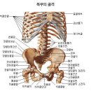 axial skeleton 이미지