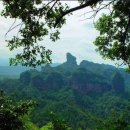 오동나무 이미지