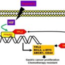 PPARδ의 유전자의 발현은 대장암, 당뇨병, 비만, 죽상동맥경화증 및 암에 영향을 준다 이미지