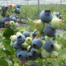 김진득 농장 이미지