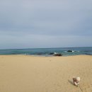 애견1번지 이미지