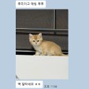 인연헤어 - 원주시 | 파주고양이분양, 인기 많은 브리티쉬숏헤어 분양 후기