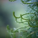 큰소나무농장 이미지